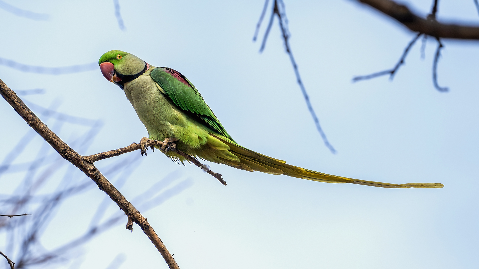 Alexandrine Parakeet